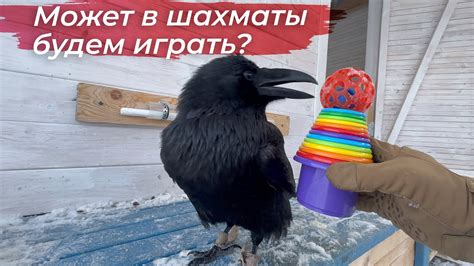 Какие предупреждения может нести ворон, появляющийся во сне