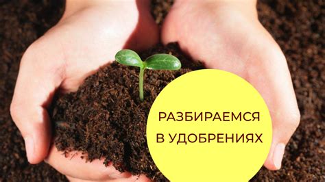 Какие удобрения использовать для достижения лучших результатов