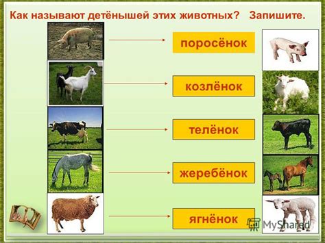Как выбрать между изокалорическим и гиперкалорическим разведением