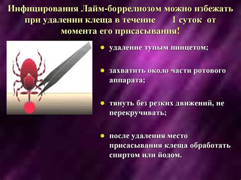 Как избежать инфицирования поврежденной лапы при зафиксированной повязке