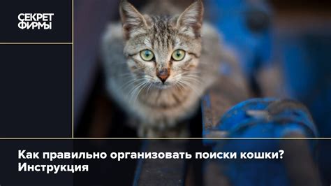 Как начать поиски Эдгара Росса