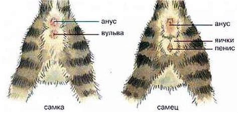Как определить, что у кота разошелся шов
