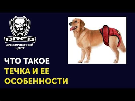 Как определить начало течки у собаки стаффорда