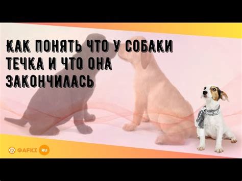 Как определить пик течки у собаки стаффорда