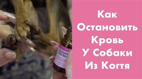Как остановить кровотечение из уха собаки дома