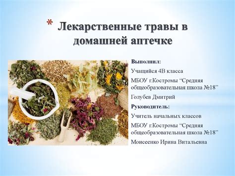 Как распознать и собирать лекарственные травы