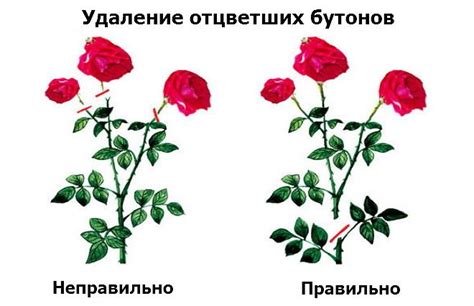 Как устранить пересыхание роз