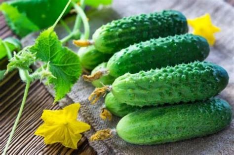 Когда и как собирать огурцы для наилучшего вкуса