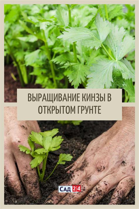Когда посадить новые растения после кинзы