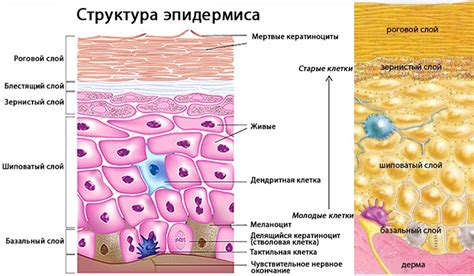 Кожа и поверхностные ткани