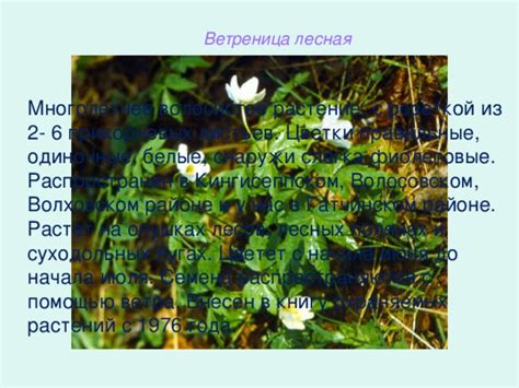 Количество прикорневых листьев