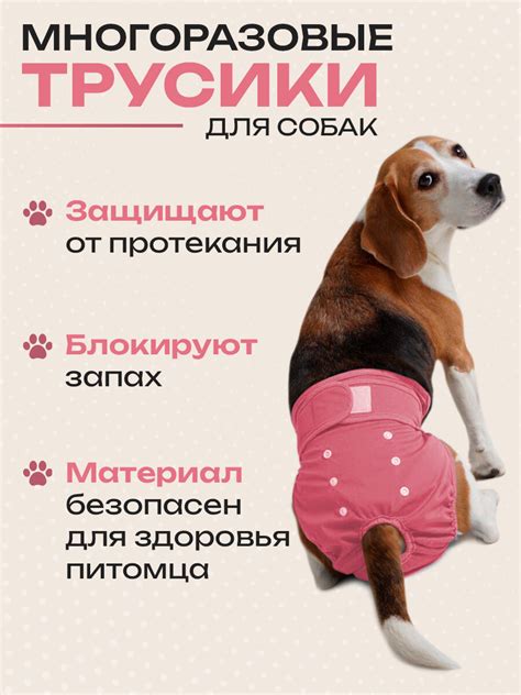 Контроль особенностей шпица во время течки