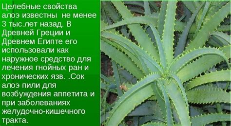 Краткий обзор алоэ пестрой