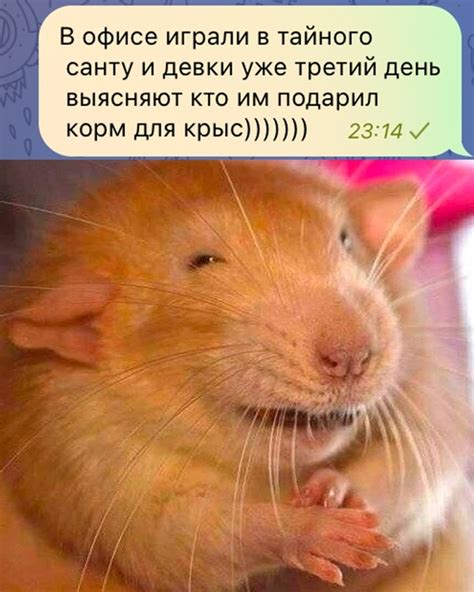 Крыса в сновидении: тайный смысл