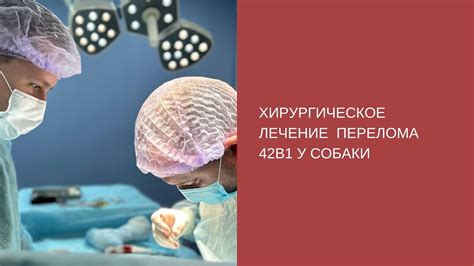 Лечение перелома ребра у собаки