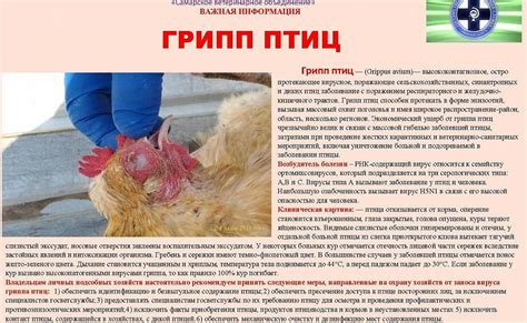 Лечение слизи у кур