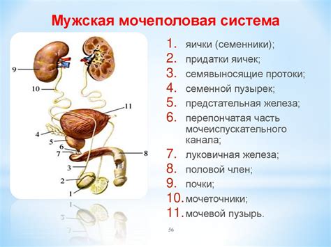 Лобок у мужчин: анатомия и расположение