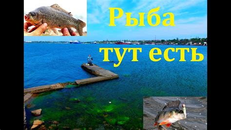 Лосик рыба в Одессе
