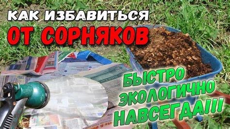 Лучшие методы борьбы с вязью