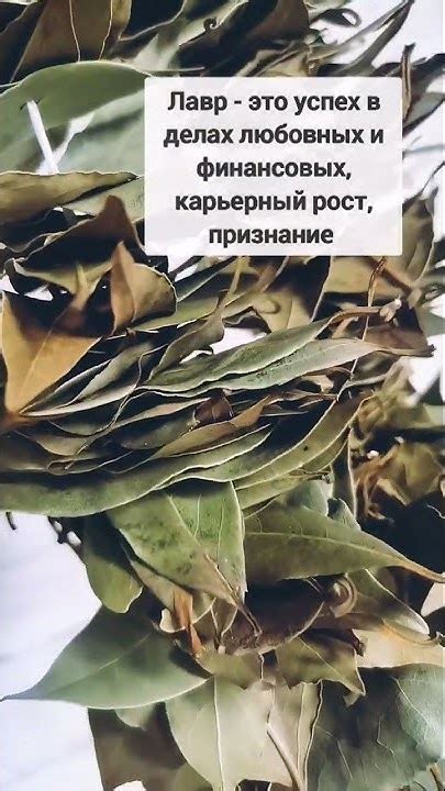 Мистические свойства лавра