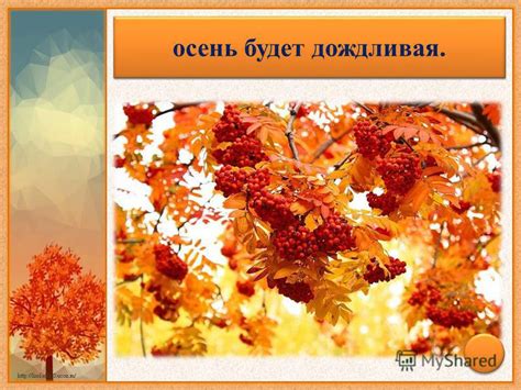 Много паутины в лесу: примета и значение