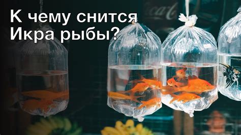 Много рыбы в холодильнике - значение сна