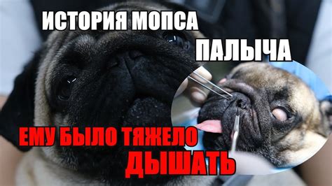 Мопс и его проблемы с задними лапами