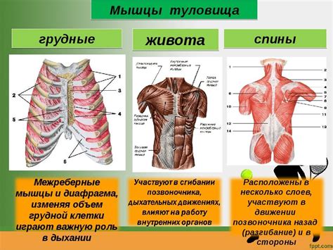 Мощное развитие грудных мышц