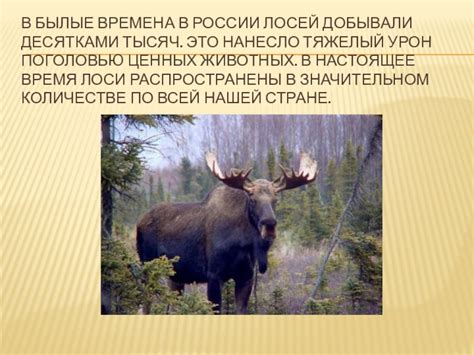 Мясо лося: особенности и проблемы