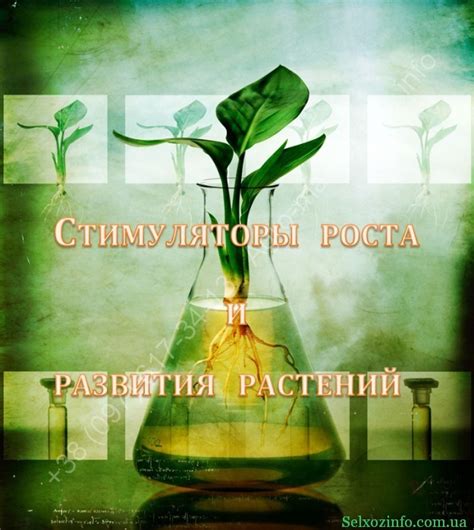 Натуральные стимуляторы: роль питательных веществ и ферментов в пробуждении растения