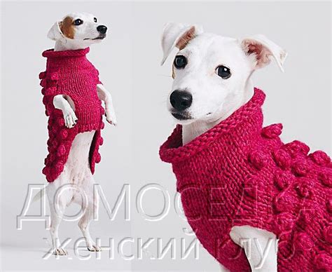 Начало вязания свитера для джек рассел терьера