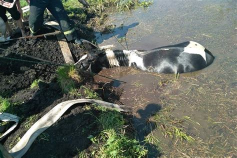 Негативные последствия, которые возникают при наличии ямы с водой в гараже