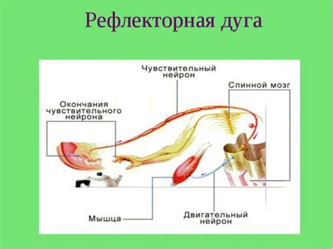 Определение безусловного рефлекса в биологии