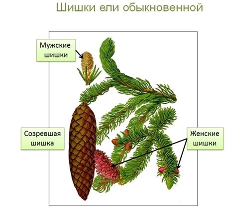 Определение возраста ели обыкновенной по стволу