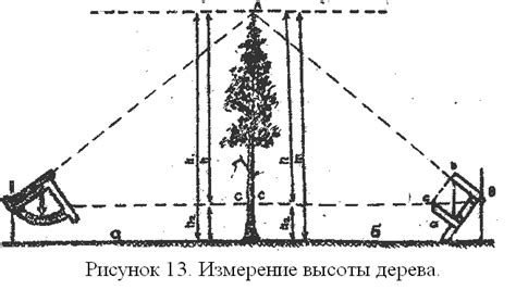 Определение диаметра дерева на высоте 1.3 по пню: советы и инструкция