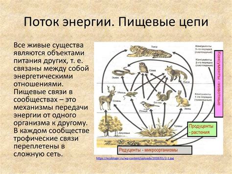 Определение пищевой цепи и ее роль в экосистеме