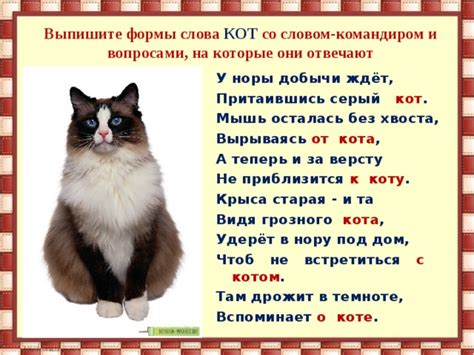 Ординарные и символические значения: смысл сна о коте без хвоста
