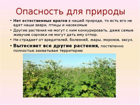 Основные методы борьбы с пионами
