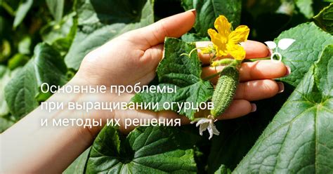 Основные проблемы при выращивании огурцов и их решение