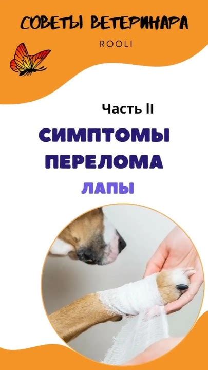 Основные симптомы перелома ребра у собаки