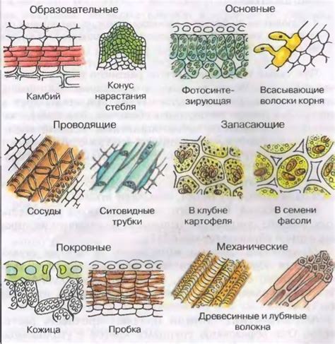 Особенности отстирывания разных видов ткани
