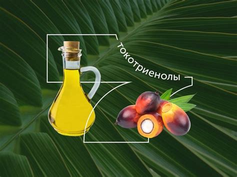 Очистка организма от пальмового масла: эффективные и натуральные методы