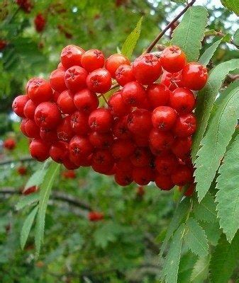 Пересадка рябины