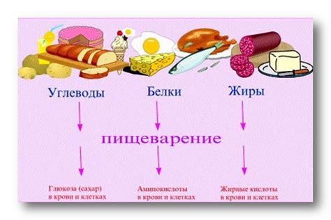 Питательные вещества в шиповнике и чабрце