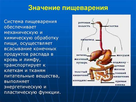 Пищеварение и усвоение