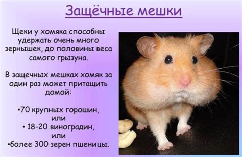 Поговорим о хомяке