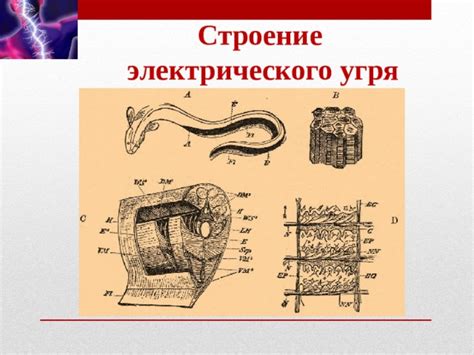 Поймай электрического угря: советы и рекомендации