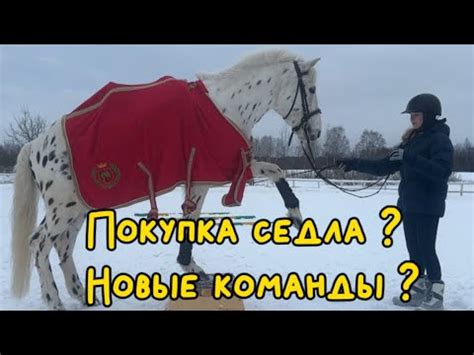 Покупка седла в игре идеально подходящего для следопыта