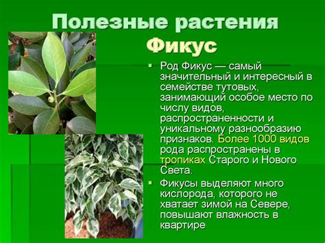 Полезные растения при ангиоме
