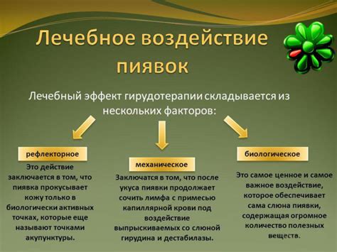 Польза пиявок в медицине и проблема загрязнения кровью